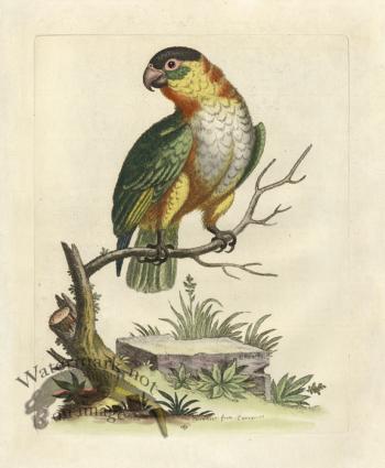 Edwards Parrot 08.jpg